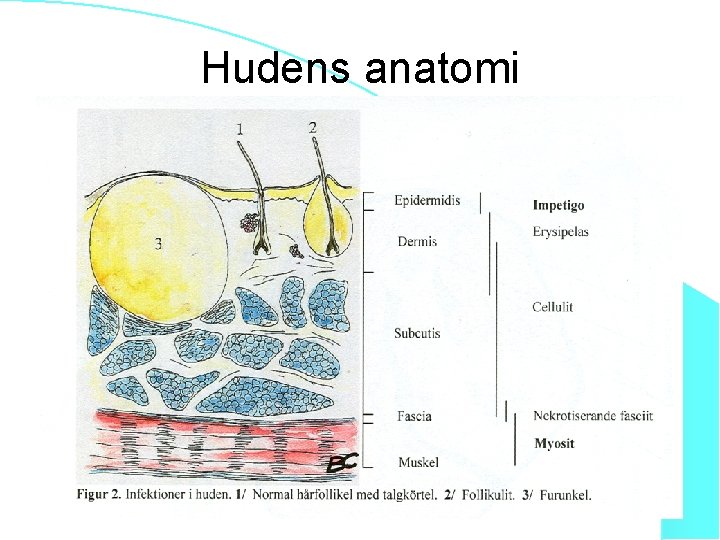 Hudens anatomi 