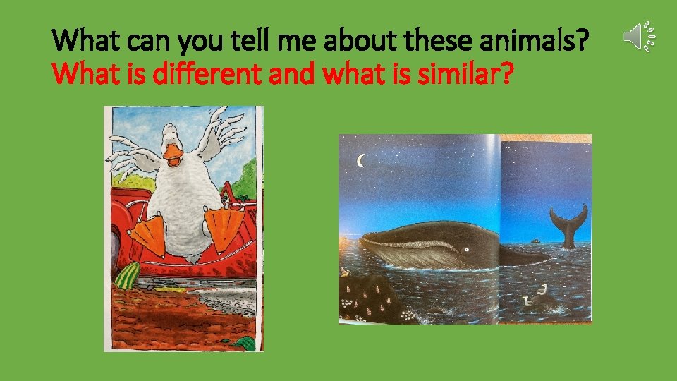 What can you tell me about these animals? What is different and what is