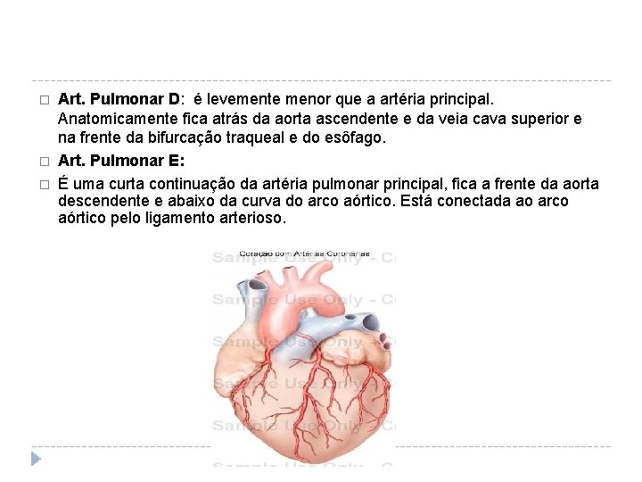 � � � Art. Pulmonar D: é levemente menor que a artéria principal. Anatomicamente