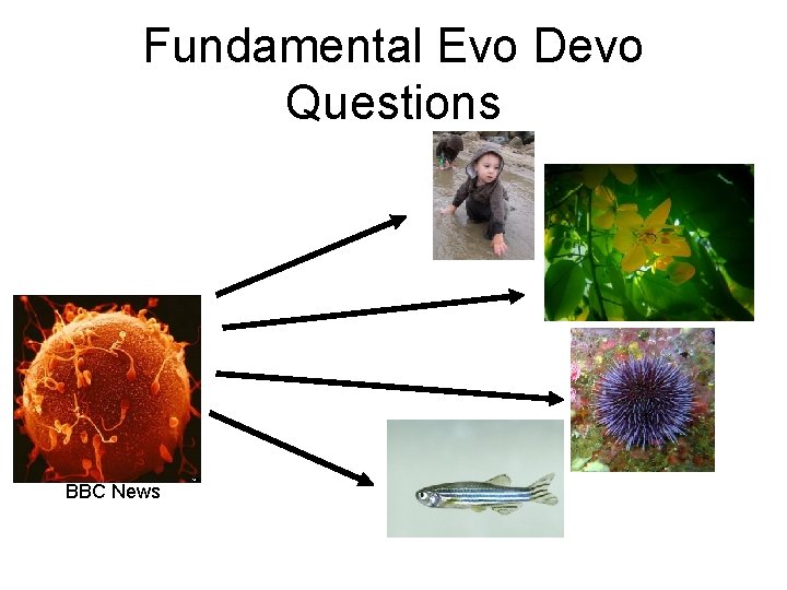Fundamental Evo Devo Questions BBC News Fundamental Evo Devo Questions BBC News