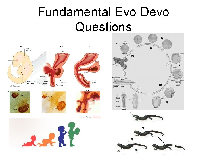 Fundamental Evo Devo Questions Fundamental Evo Devo Questions