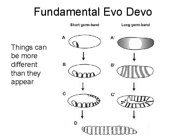 Fundamental Evo Devo Things can be more different than they appear Fundamental Evo Devo Things can be more different than they appear