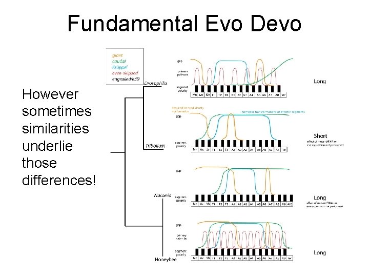 Fundamental Evo Devo However sometimes similarities underlie those differences! Fundamental Evo Devo However sometimes similarities underlie those differences!