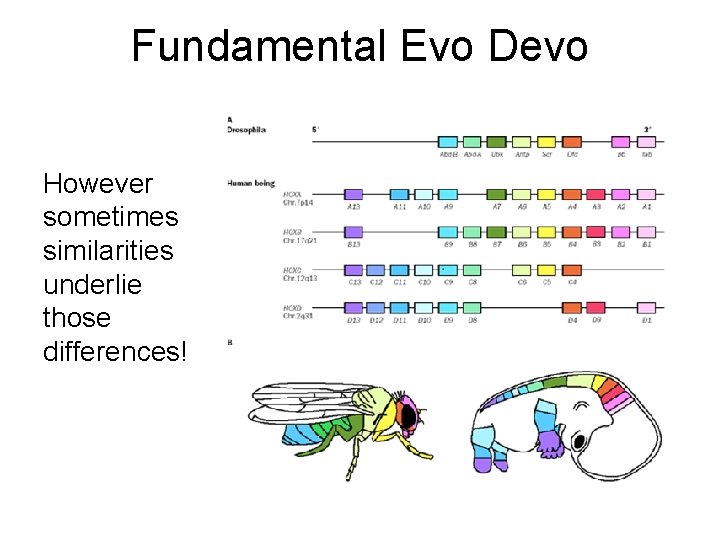 Fundamental Evo Devo However sometimes similarities underlie those differences! Fundamental Evo Devo However sometimes similarities underlie those differences!