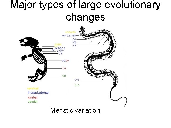 Major types of large evolutionary changes Meristic variation Major types of large evolutionary changes Meristic variation