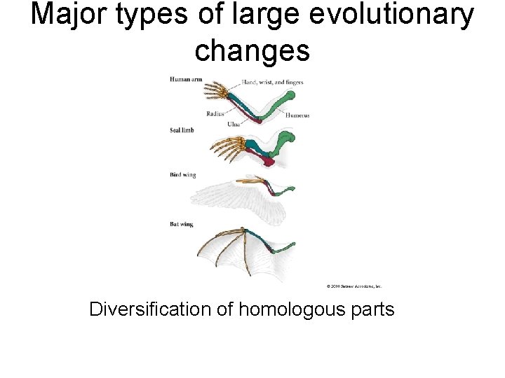 Major types of large evolutionary changes Diversification of homologous parts Major types of large evolutionary changes Diversification of homologous parts