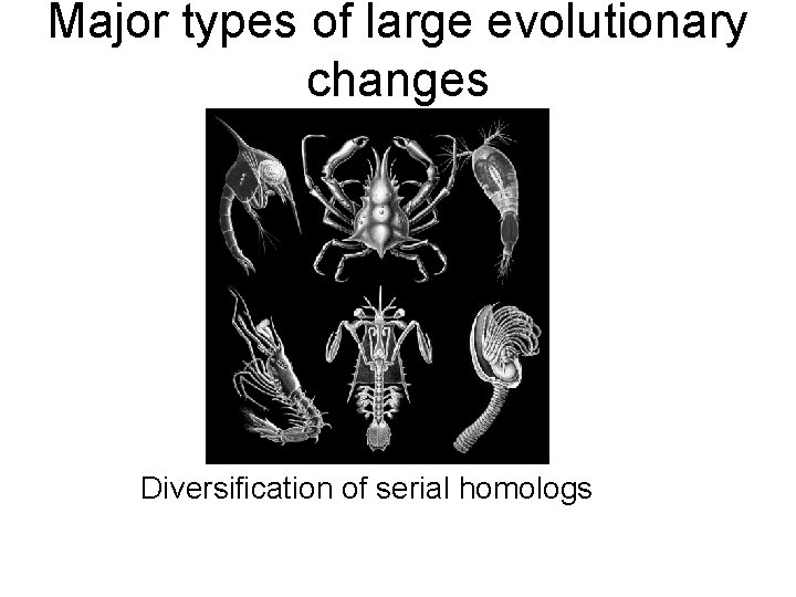 Major types of large evolutionary changes Diversification of serial homologs Major types of large evolutionary changes Diversification of serial homologs