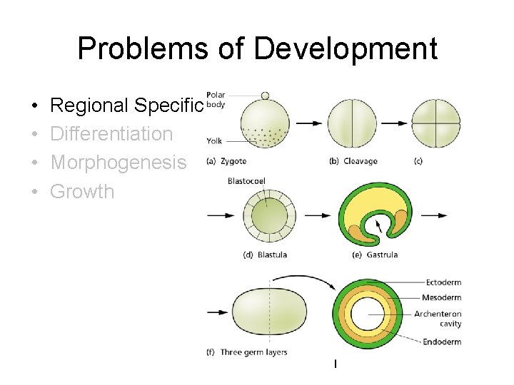 Problems of Development • • Regional Specification Differentiation Morphogenesis Growth Problems of Development • • Regional Specification Differentiation Morphogenesis Growth