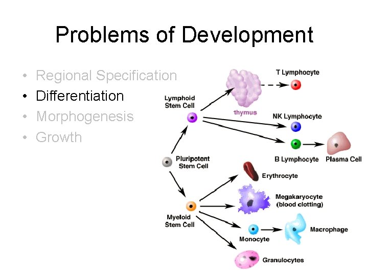 Problems of Development • • Regional Specification Differentiation Morphogenesis Growth Problems of Development • • Regional Specification Differentiation Morphogenesis Growth