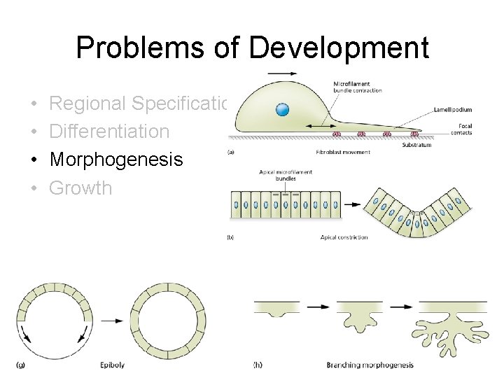 Problems of Development • • Regional Specification Differentiation Morphogenesis Growth Problems of Development • • Regional Specification Differentiation Morphogenesis Growth