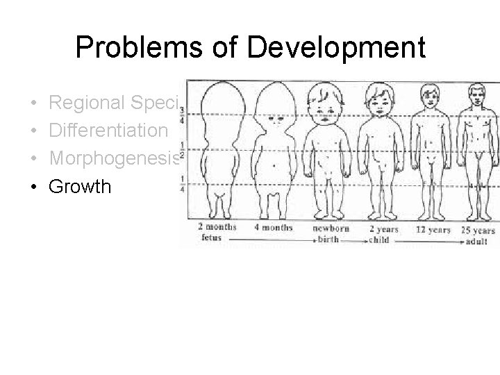 Problems of Development • • Regional Specification Differentiation Morphogenesis Growth Problems of Development • • Regional Specification Differentiation Morphogenesis Growth