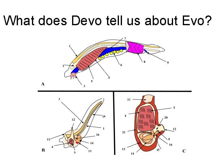 What does Devo tell us about Evo? What does Devo tell us about Evo?