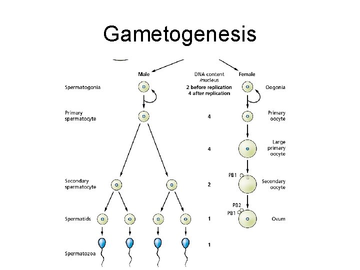 Gametogenesis Gametogenesis