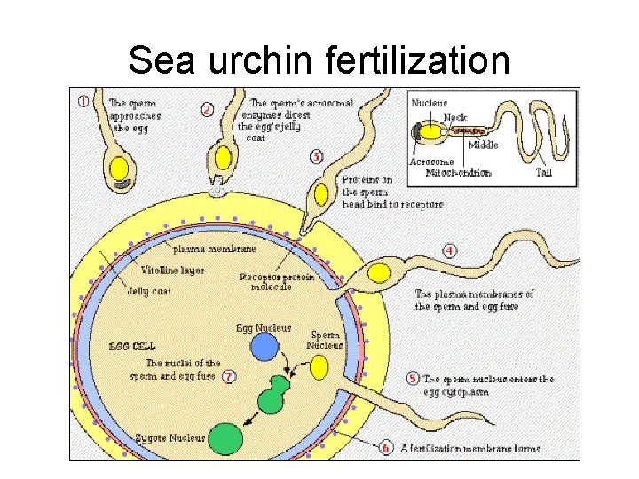 Sea urchin fertilization Sea urchin fertilization