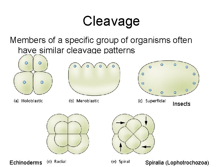 Cleavage Members of a specific group of organisms often have similar cleavage patterns Insects Cleavage Members of a specific group of organisms often have similar cleavage patterns Insects