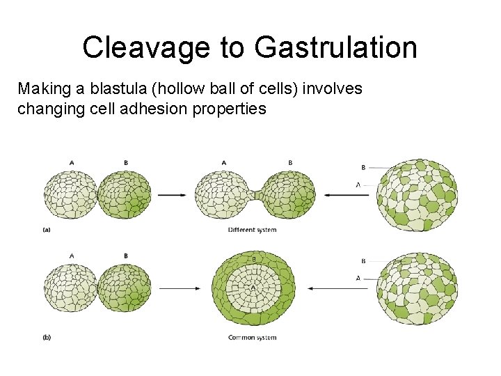 Cleavage to Gastrulation Making a blastula (hollow ball of cells) involves changing cell adhesion Cleavage to Gastrulation Making a blastula (hollow ball of cells) involves changing cell adhesion
