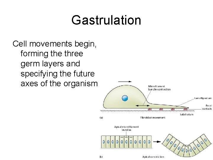 Gastrulation Cell movements begin, forming the three germ layers and specifying the future axes Gastrulation Cell movements begin, forming the three germ layers and specifying the future axes