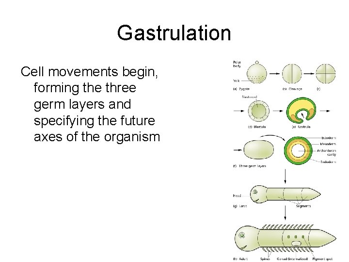 Gastrulation Cell movements begin, forming the three germ layers and specifying the future axes Gastrulation Cell movements begin, forming the three germ layers and specifying the future axes