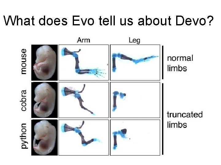 What does Evo tell us about Devo? What does Evo tell us about Devo?
