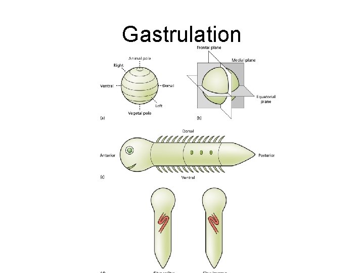 Gastrulation Gastrulation