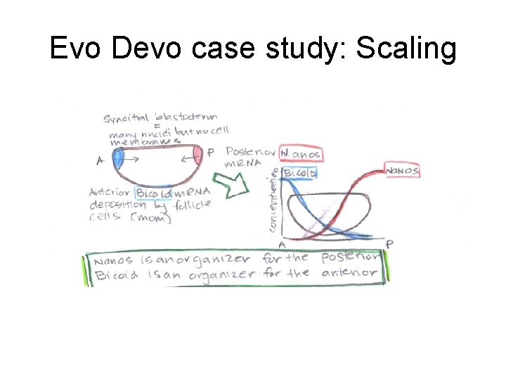 Evo Devo case study: Scaling Evo Devo case study: Scaling