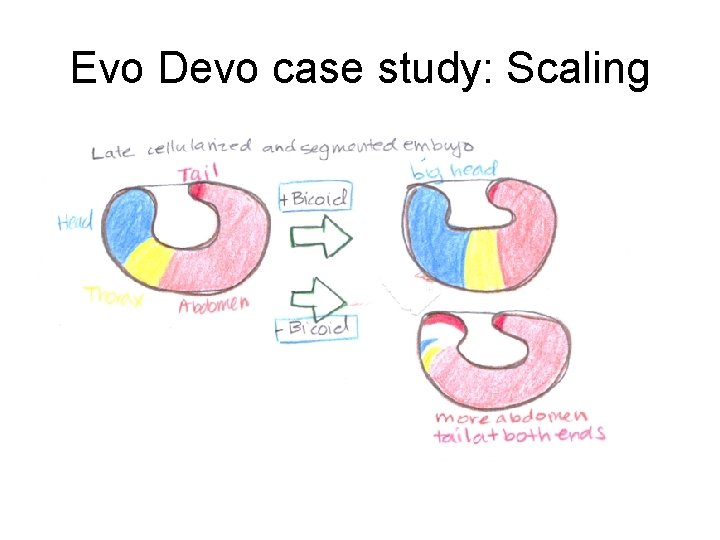 Evo Devo case study: Scaling Evo Devo case study: Scaling