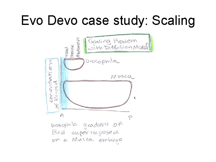 Evo Devo case study: Scaling Evo Devo case study: Scaling