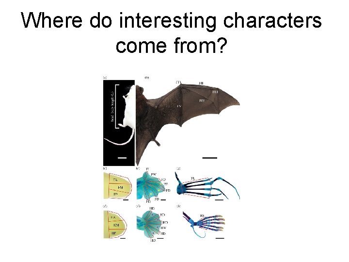 Where do interesting characters come from? Where do interesting characters come from?