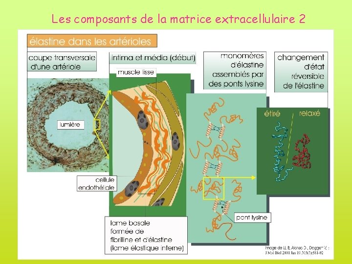 Les composants de la matrice extracellulaire 2 