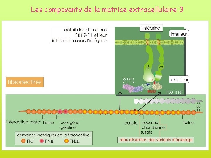 Les composants de la matrice extracellulaire 3 