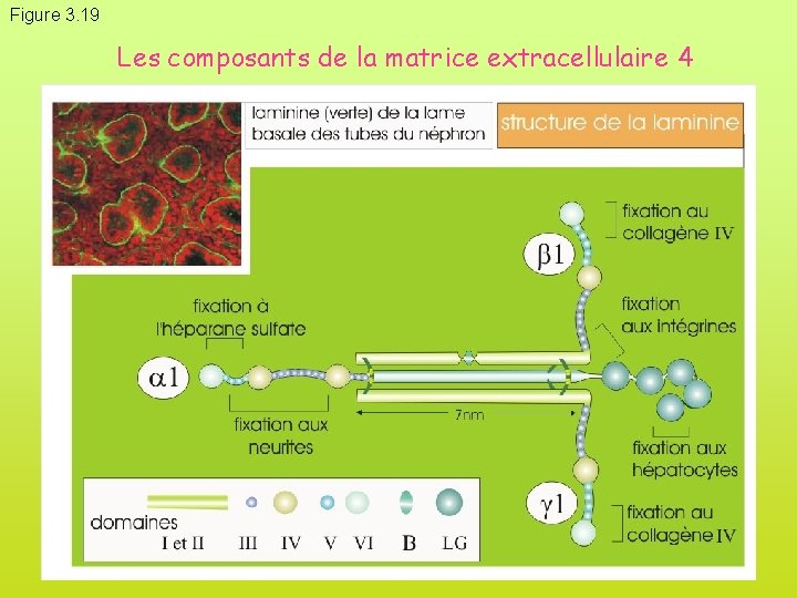 Figure 3. 19 Les composants de la matrice extracellulaire 4 