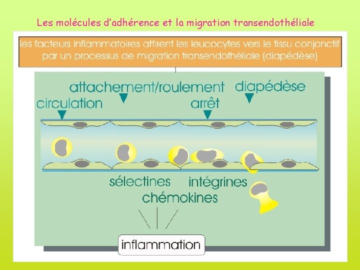 Les molécules d’adhérence et la migration transendothéliale 