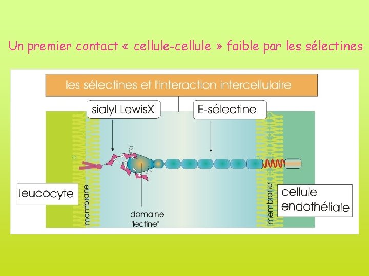 Un premier contact « cellule-cellule » faible par les sélectines 