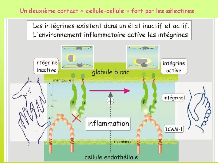 Un deuxième contact « cellule-cellule » fort par les sélectines 