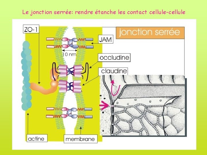Le jonction serrée: rendre étanche les contact cellule-cellule 