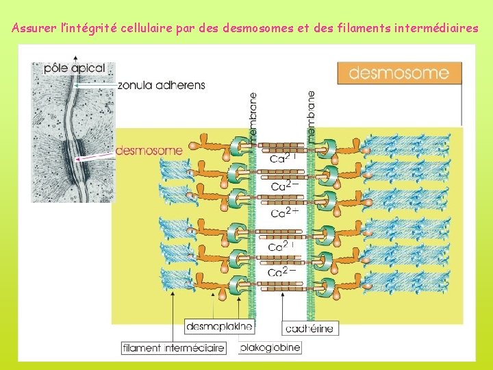 Assurer l’intégrité cellulaire par desmosomes et des filaments intermédiaires 