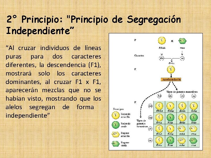 2° Principio: "Principio de Segregación Independiente” “Al cruzar individuos de líneas puras para dos