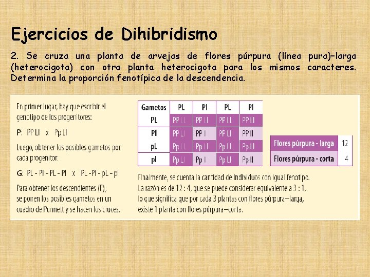 Ejercicios de Dihibridismo 2. Se cruza una planta de arvejas de flores púrpura (línea