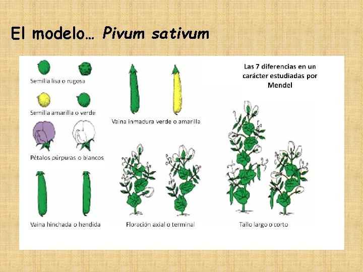 El modelo… Pivum sativum 