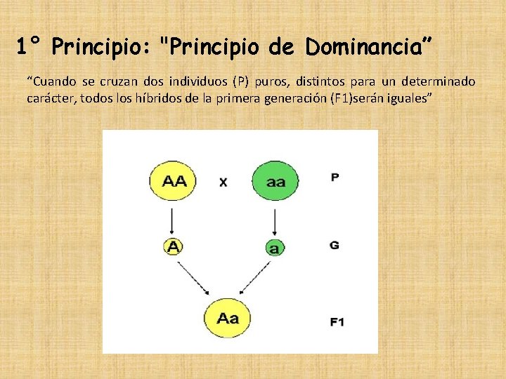 1° Principio: "Principio de Dominancia” “Cuando se cruzan dos individuos (P) puros, distintos para