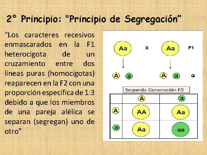 2° Principio: "Principio de Segregación” “Los caracteres recesivos enmascarados en la F 1 heterocigota