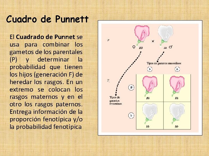 Cuadro de Punnett El Cuadrado de Punnet se usa para combinar los gametos de