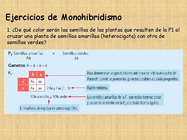 Ejercicios de Monohibridismo 1. ¿De qué color serán las semillas de las plantas que
