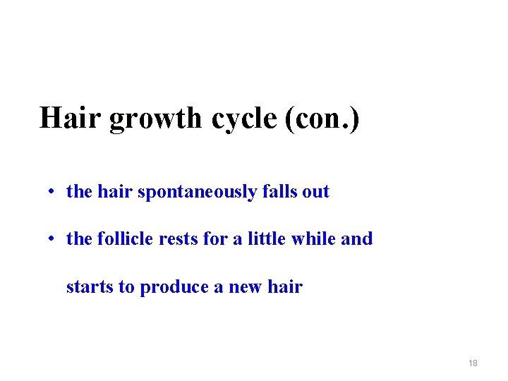 Hair growth cycle (con. ) • the hair spontaneously falls out • the follicle