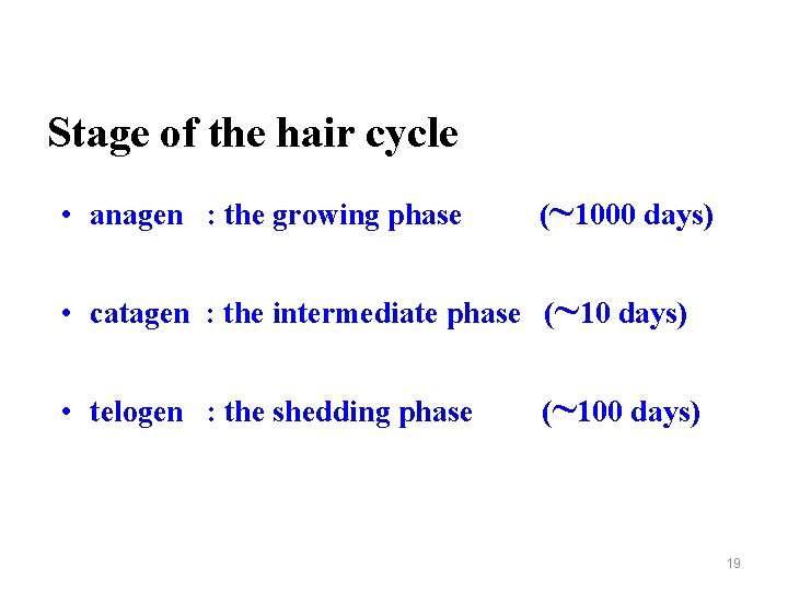 Stage of the hair cycle • anagen : the growing phase (~1000 days) •