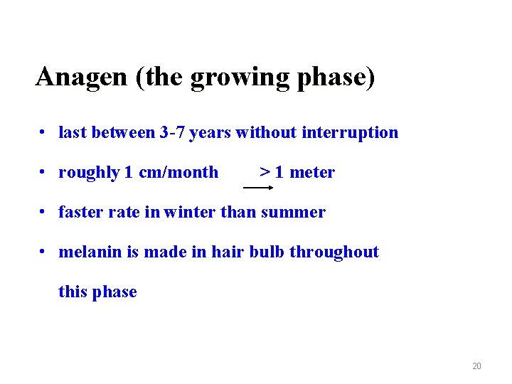 Anagen (the growing phase) • last between 3 -7 years without interruption • roughly