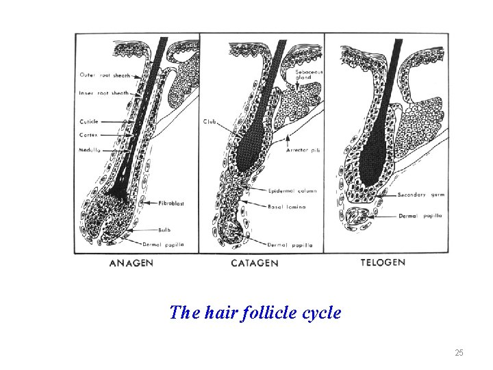 The hair follicle cycle 25 