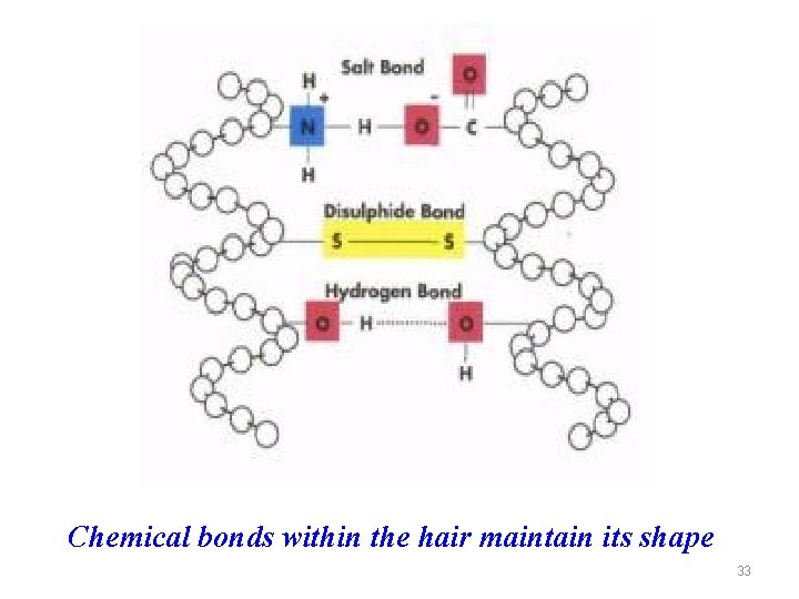 Chemical bonds within the hair maintain its shape 33 