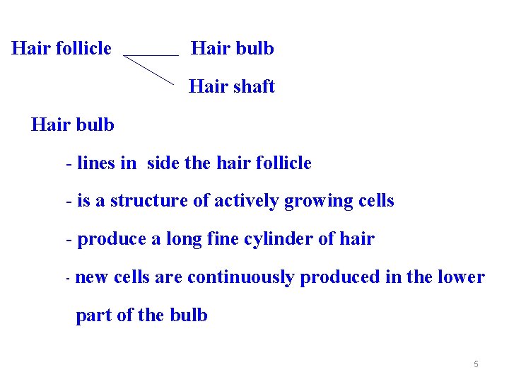 Hair follicle Hair bulb Hair shaft Hair bulb - lines in side the hair
