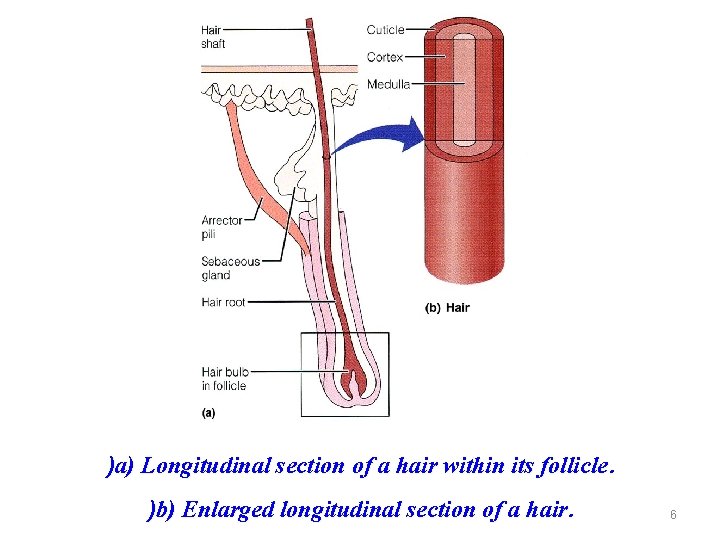 )a) Longitudinal section of a hair within its follicle. )b) Enlarged longitudinal section of